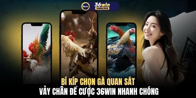 Tổng Hợp Bí Kíp Chọn Gà Chiến Chuẩn Xác Thu Hút 50.000 Sư Kê 3 Bí kíp chọn gà quan sát vảy chân để cược 36WIN nhanh chóng