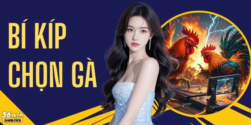 Tổng Hợp Bí Kíp Chọn Gà Chiến Chuẩn Xác Thu Hút 50.000 Sư Kê 1 Tổng Hợp Bí Kíp Chọn Gà Chiến Chuẩn Xác Thu Hút 50.000 Sư Kê